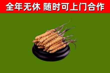 桂东回收冬虫夏草